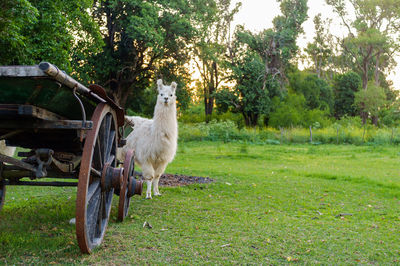 Llama in farm