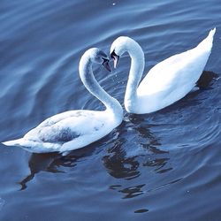 Swan swimming in lake