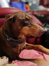 Close-up of a dog looking away