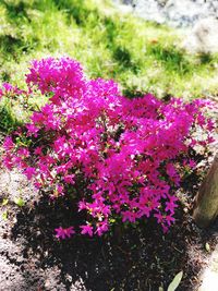 High angle view of pink flowering plants on field
