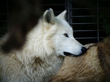 Close-up of white dog