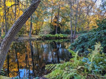 Trees growing by lake in forest during autumn