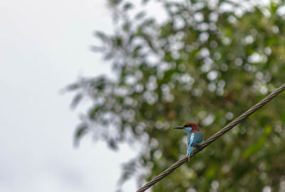 Low angle view of bird perching on tree