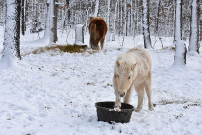 View of horse on snow