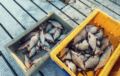 High angle view of fish in container