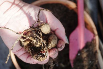 Close-up of hand planting dahlias