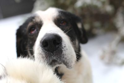 Close-up portrait of white dog