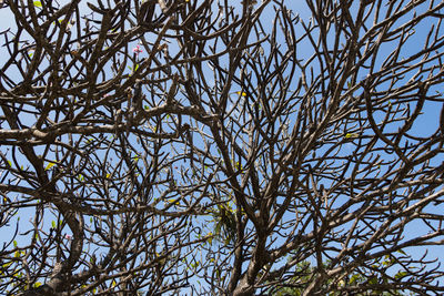Low angle view of bare tree against sky