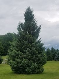 Pine trees on field against sky