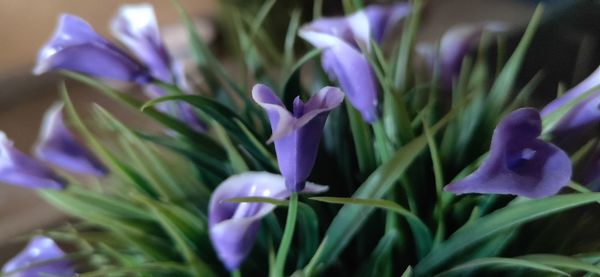 Close-up of purple crocus flowers