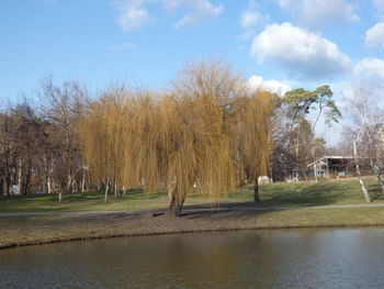 Trees by lake against sky