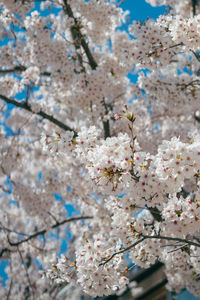 Low angle view of cherry blossom