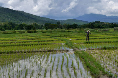 Rice paddy with a scarecrow, chiang mai, thailand.