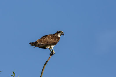 Low angle view of osprey perching on tree against clear sky