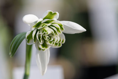 Macro shot of a galanthus ballerina snowdrop in bloom