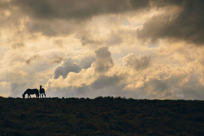 View of horse on field against sky