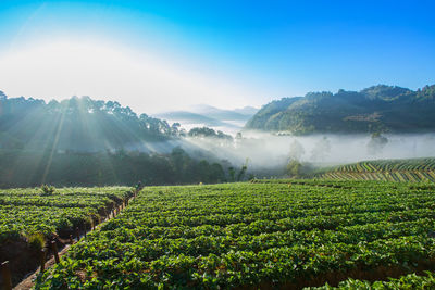 Strawberry garden at doi ang khang , chiang mai, thailand