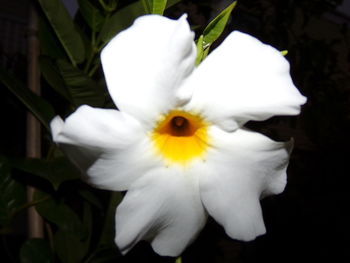 Close-up of white flower blooming outdoors