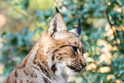 Close-up of a linx