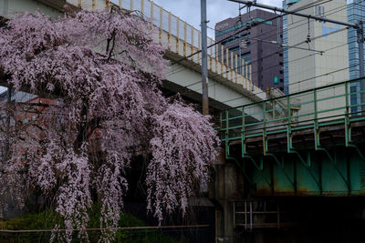 Low angle view of blooming tree