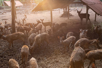 View of sheep in field