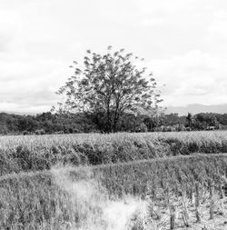 Tree on field against sky