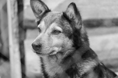 Close-up of dog looking away