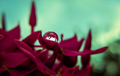 Close-up of red flowering plant