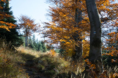 Trees in forest