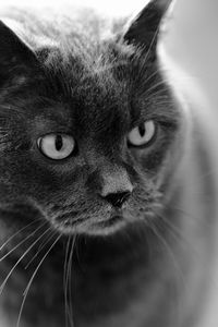 Close-up portrait of cat