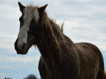 Low angle view of horse against cloudy sky