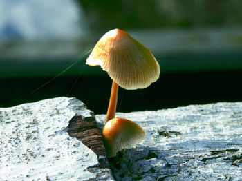 Close-up of mushroom growing on field