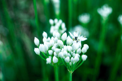 Close-up of flowers