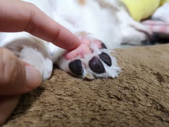 Cropped hand of person touching dog paw 