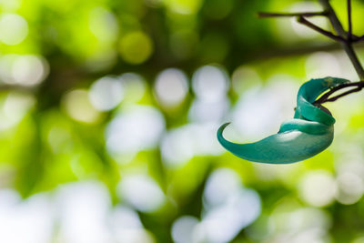 Close-up of fresh green plant