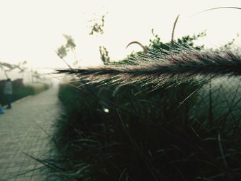 Close-up of grass against clear sky