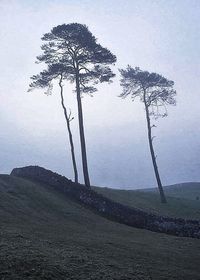 Bare trees on landscape