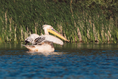 Bird flying over lake