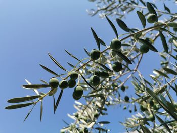 Low angle view of berries growing on tree against sky