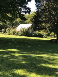 Trees on field