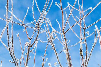 Low angle view of tree against sky