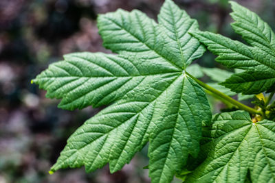 Close-up of green leaves