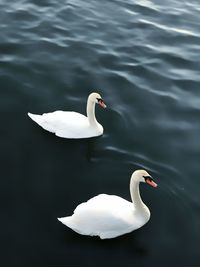 Swan swimming in lake