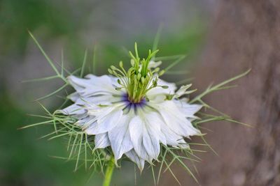 Close-up of white flowering plant