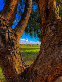 Trees on field against sky