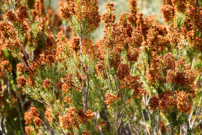 Close-up of flowering plants on field