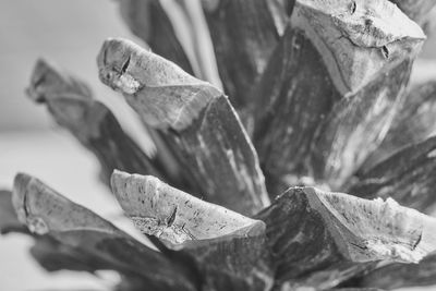 Close-up of dry leaves