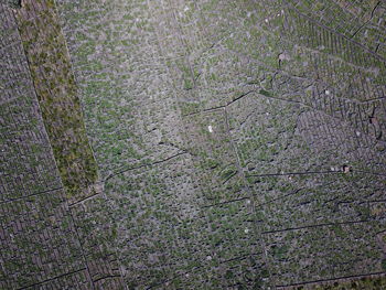 Full frame shot of trees on field