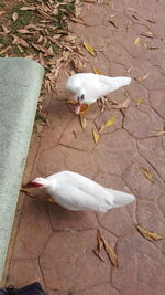 High angle view of pigeon flying over footpath