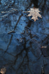 Reflection of trees in puddle